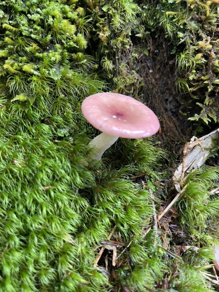 20220817塔關山_1815350