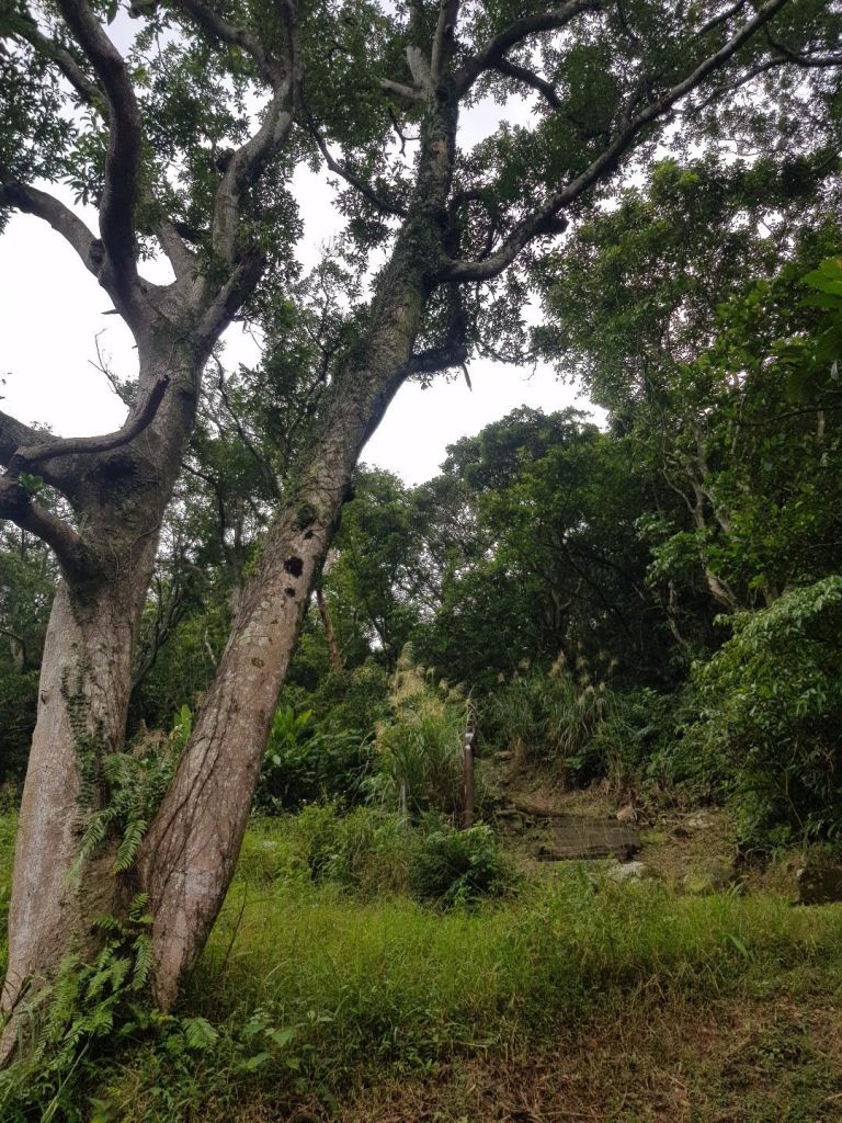 炮子崙步道_221437