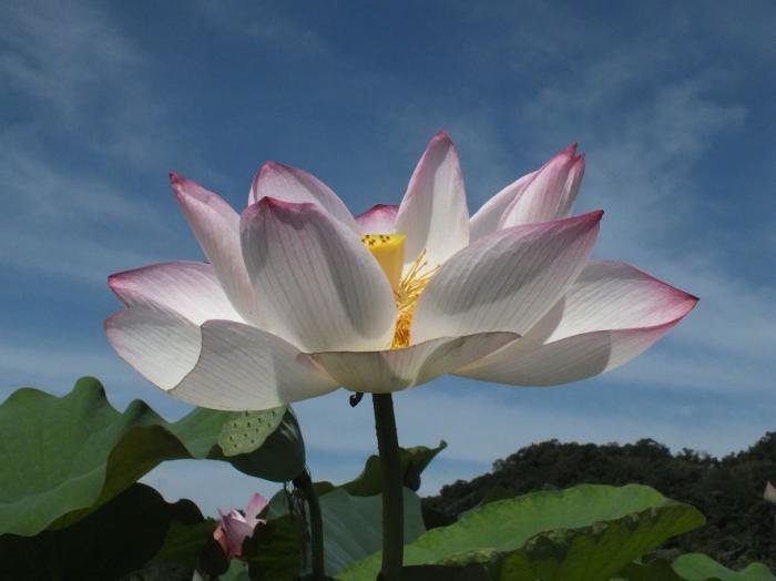 雙溪區彎穹夏日荷影_2806527