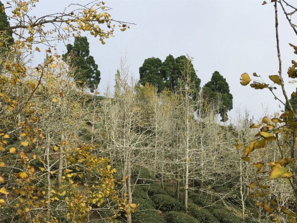 樟空崙山O型縱走_184100