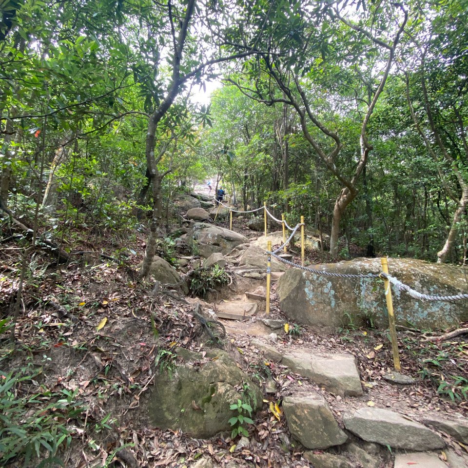 20240519金面山親山步道_2508062