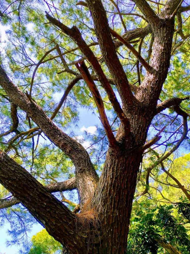 【新竹竹北】鳳崎落日步道_1492654