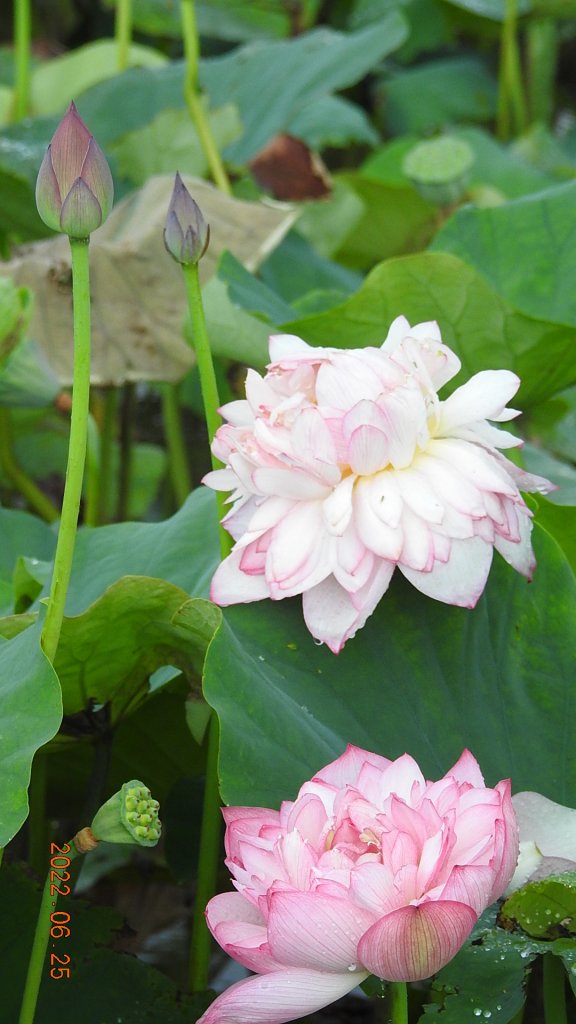 雲山水花鳥蝶-天龍國阿伯的日常6/25&26_1744275