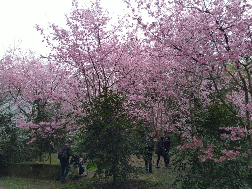 2023-02-26 登嘉南雲峰巧遇草嶺櫻花季_2043951