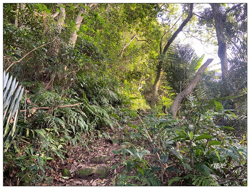 草嶺山、白石山、頭寮山 六連峰 O型路線_2798700