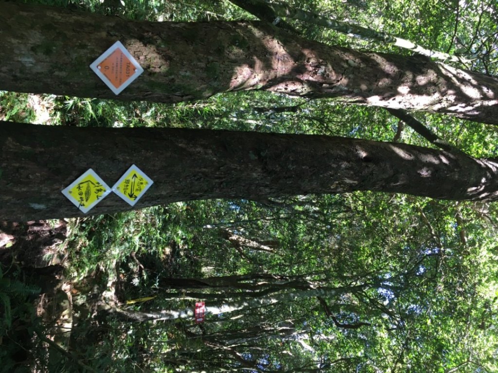 鳥結o. (內鳥嘴、那是山_2595898