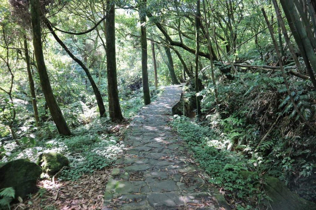 陽明山  菜公坑山 反經石   水車寮步道。林木蓊鬱  豐富的蕨類植披，絕佳避暑古道_2173982