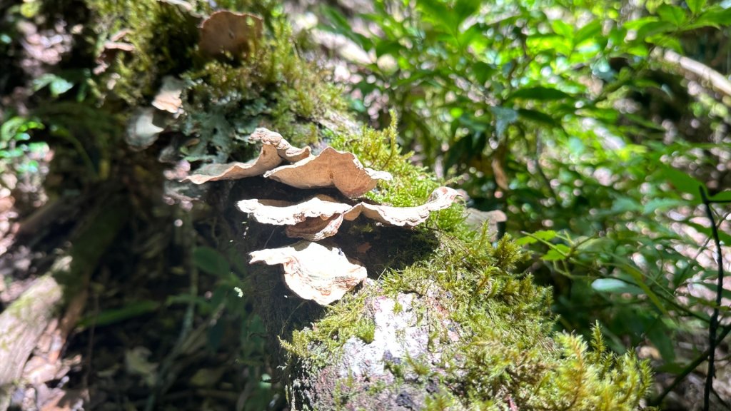 佐米縱走_2873415