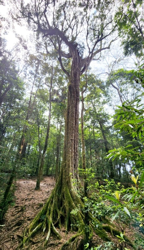 【中級山縱走】最美中級山，鳶嘴西稜縱走（鳶嘴山，醜崠山，長壽山）_2741409