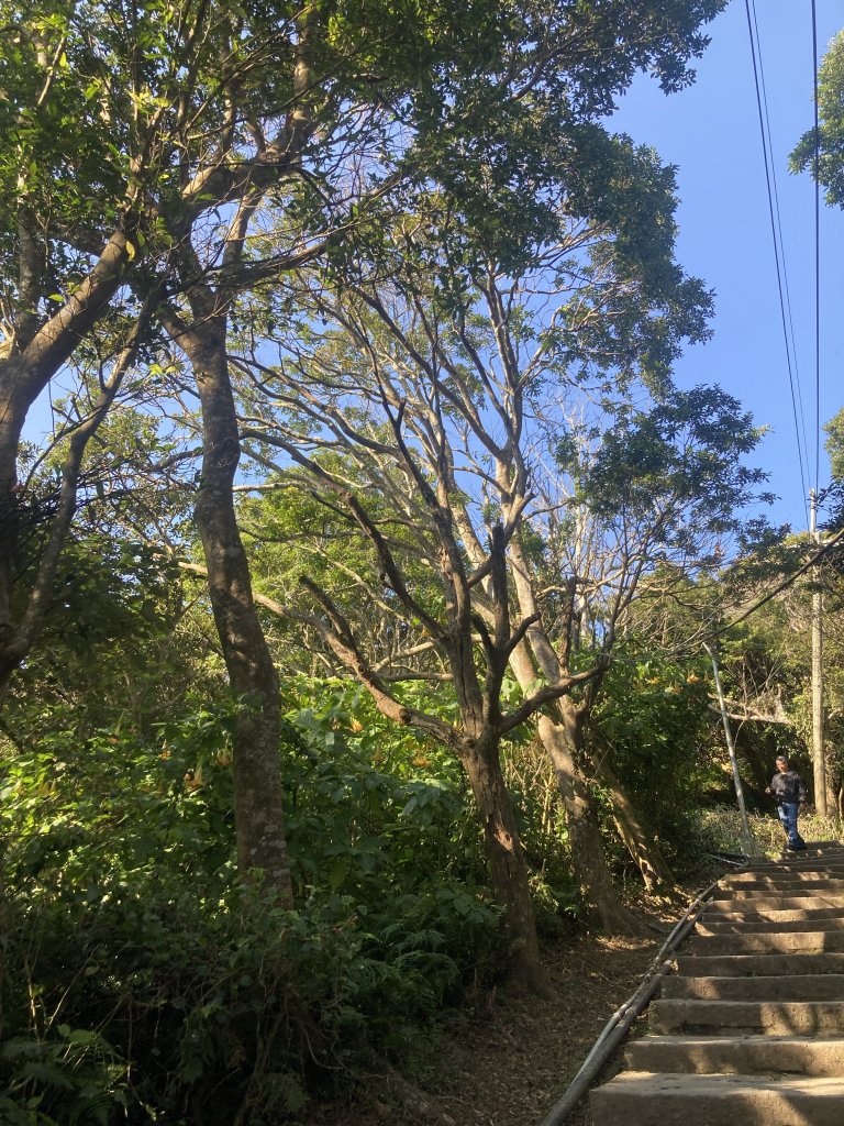 觀音山硬漢嶺登山步道+北橫古道+尖石步道_2402153