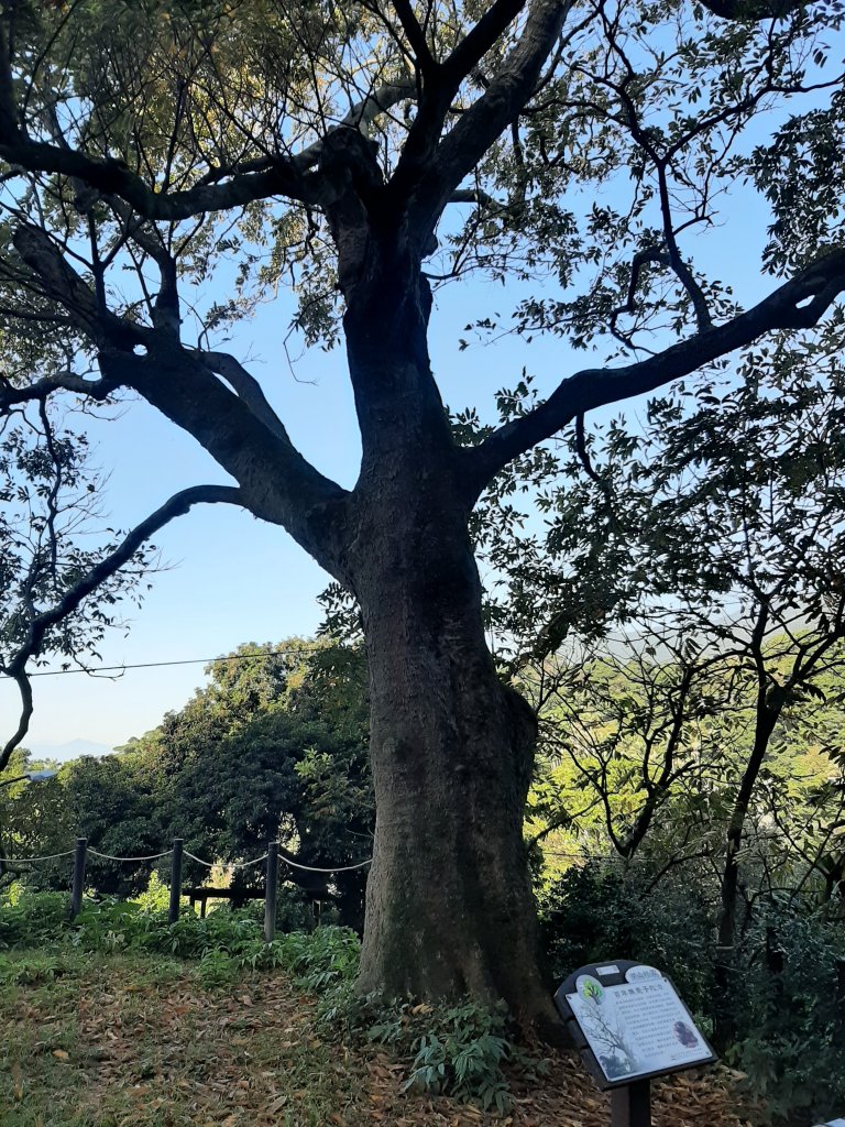 古道探訪｜竹林小徑、百年老樹幽靜古道_1180416