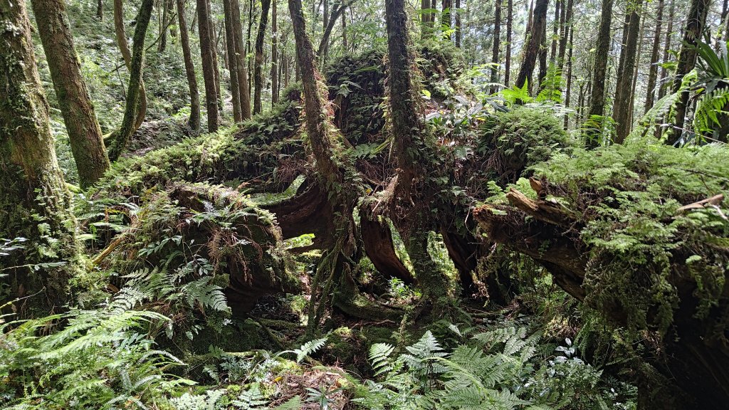 棲松縱走未竟_2918320