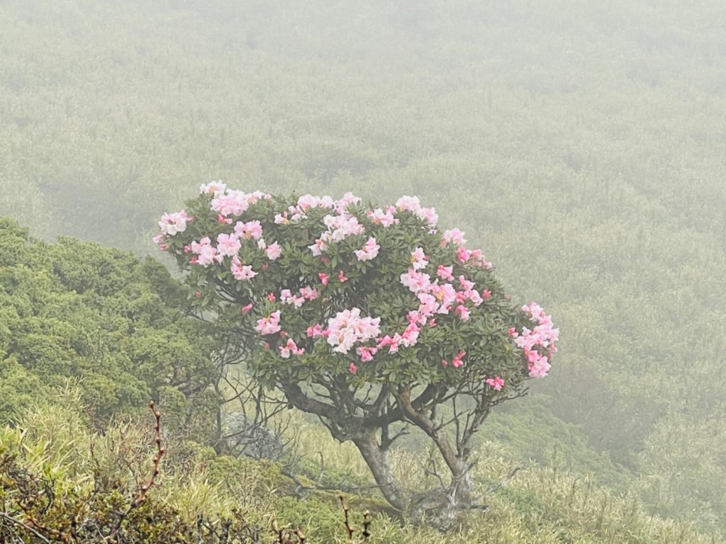 1110510合歡東峰0.8k杜鵑花_1709399