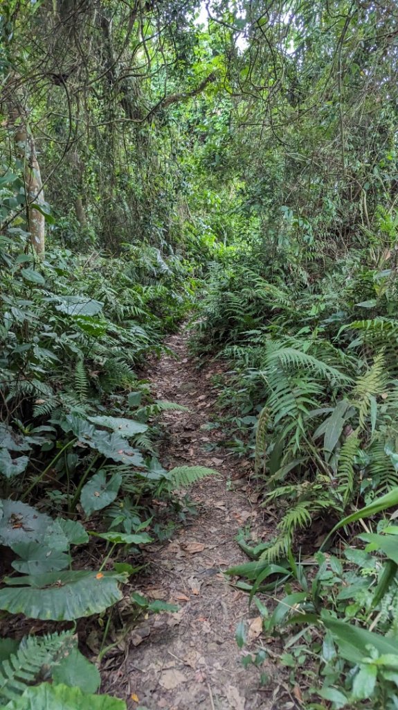 赤柯山 東獅頭山_2501625