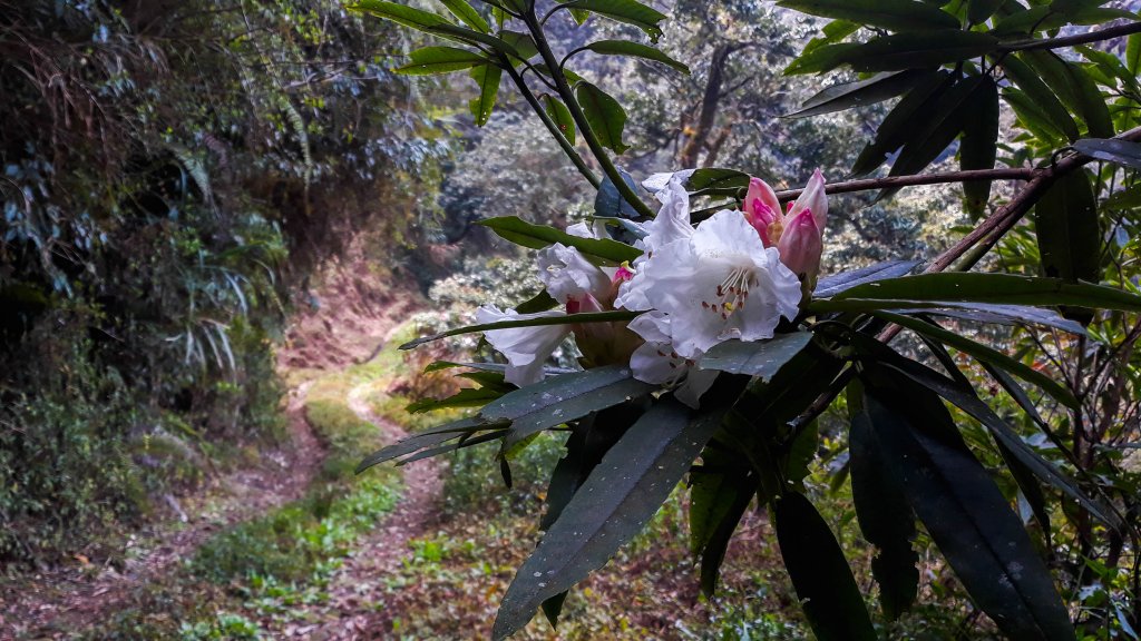 脈脈山林道漫遊_894653