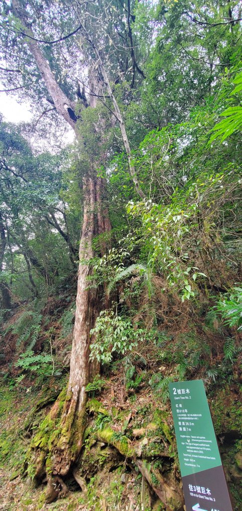 2024-03-16拉拉山神木群步道_2456034