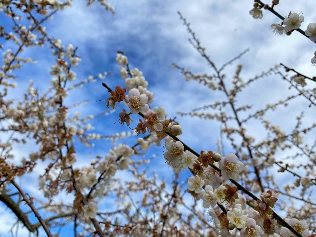 🌈1/17（六）蔡家古厝賞梅×梅子夢工廠×車埕老街✨FB：熊熊趴爬走🌈_2983914