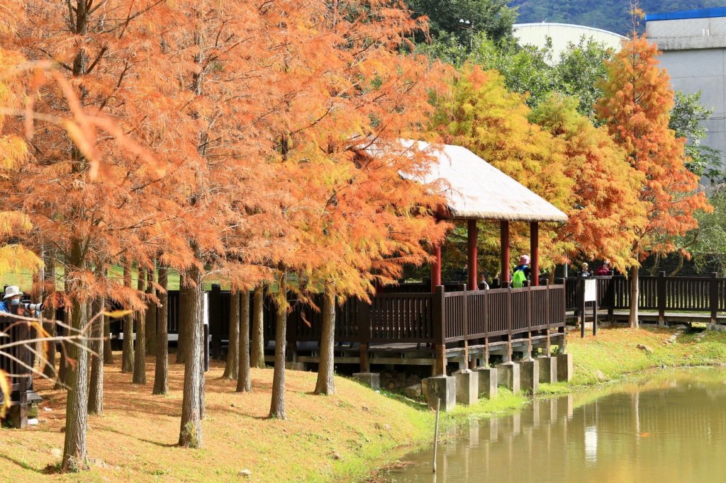 落羽松@原住民主題公園_1584080