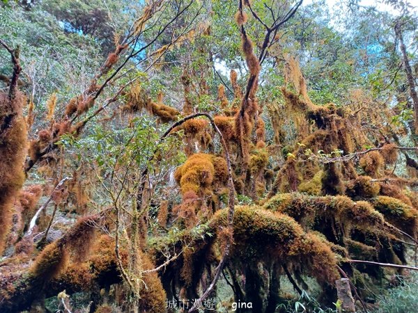【宜蘭大同】走入魔法森林之仙女散落的珍珠。 太加縱走 (夢幻美的加羅湖)_2469256