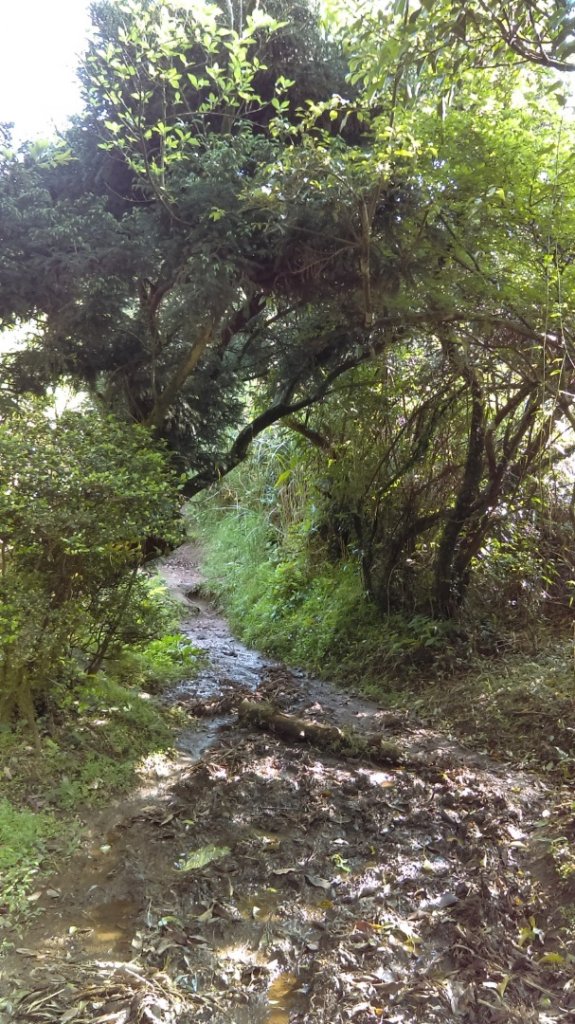 【臺北大縱走2】大屯山主峰、南峰、西峰_914116