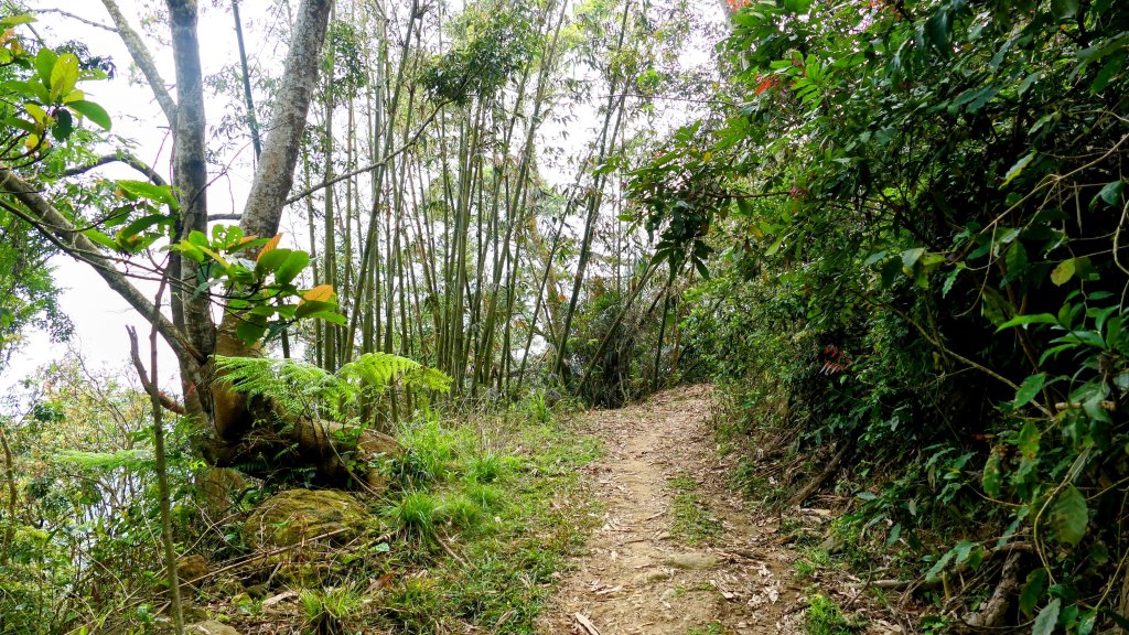 《臨江仙。木棉春色》_2735208