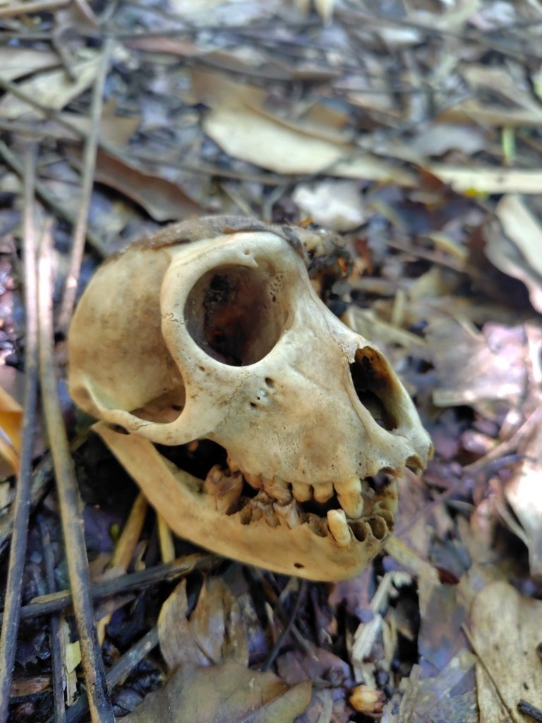 西阿里關山封面圖