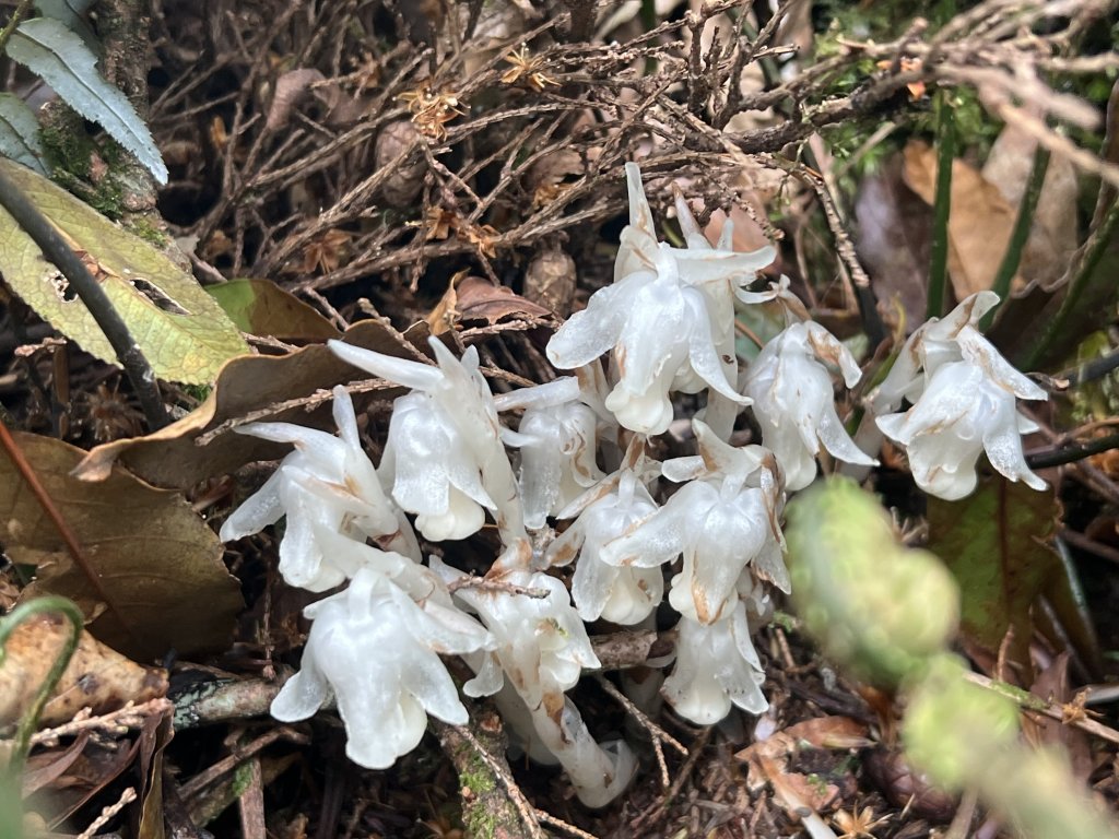 ~  塔  曼  山  ~封面圖