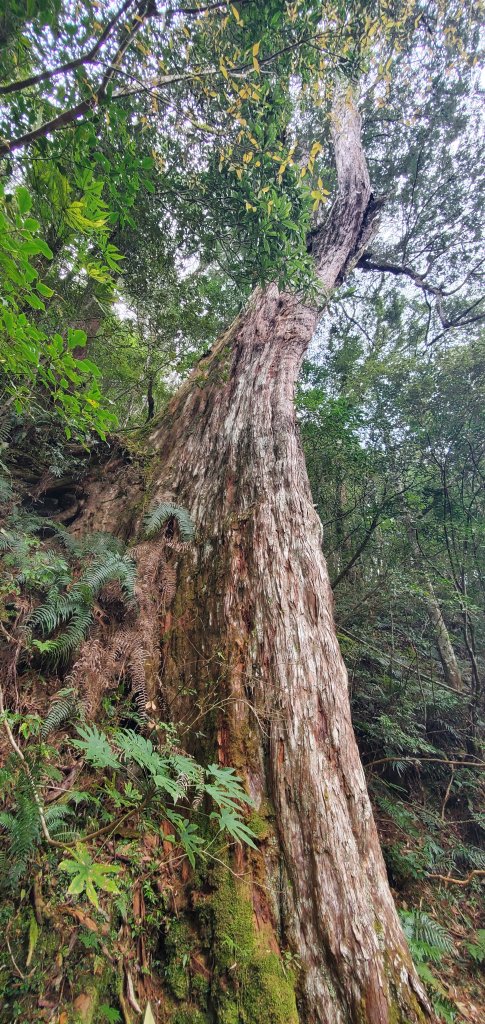 2024-03-16拉拉山神木群步道_2456035