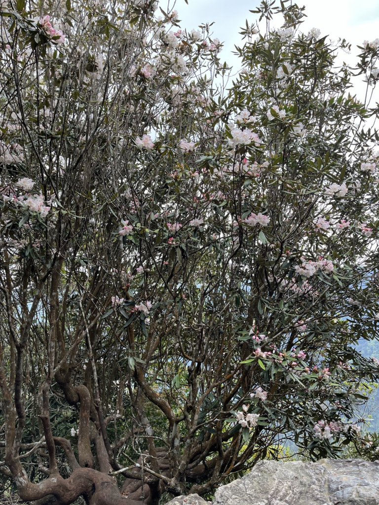 台中 和平 波津加山_2761888