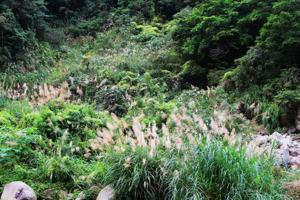 南庄 景點多 ~ 走吧 ! 登山健行休閒旅遊 ..._223393