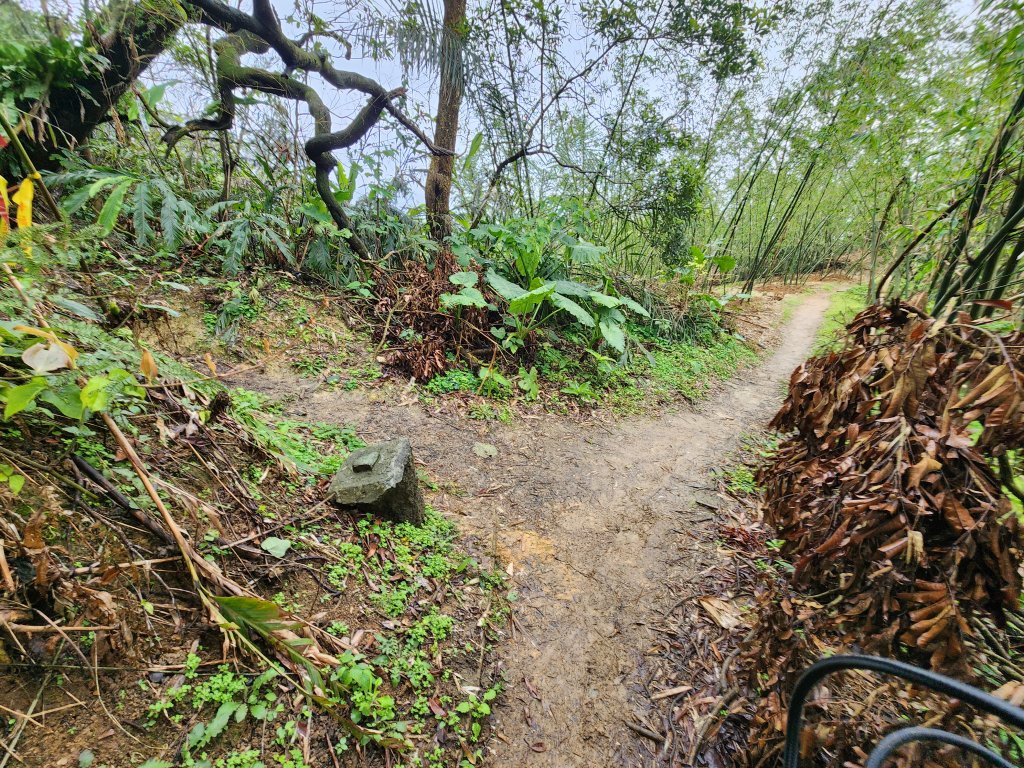 20250209電車登山 南港 ~ 辛亥_2744782