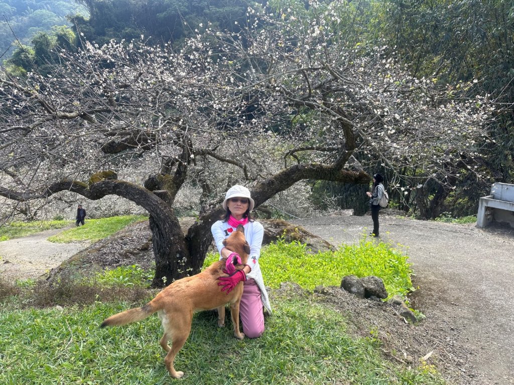 南投縣信義鄉二坪山步道_2690533