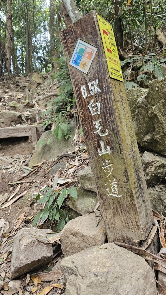 【美美兔走山趣】谷關抓雄-老六白毛_2749946