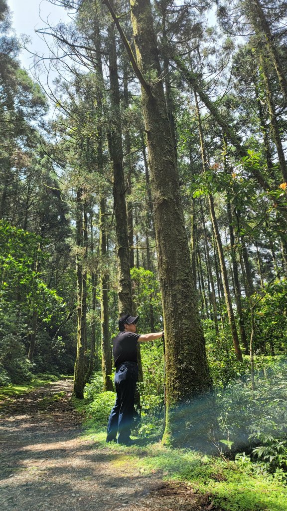 坪溪古道森林浴逍遙行_2115278