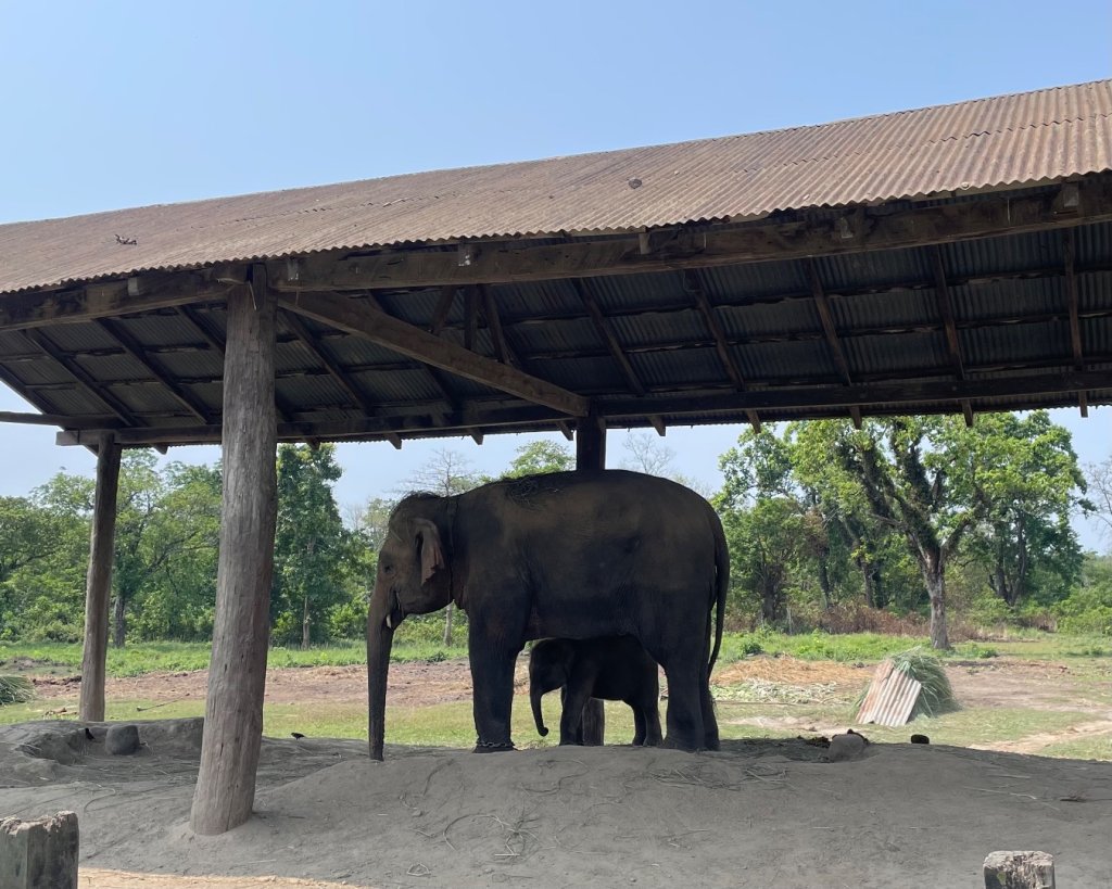 尼泊爾奇旺國家公園4天三夜_2788878