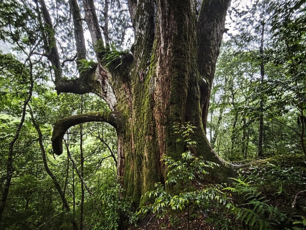 2025_0525 鎮西堡巨木群步道（B區）封面圖