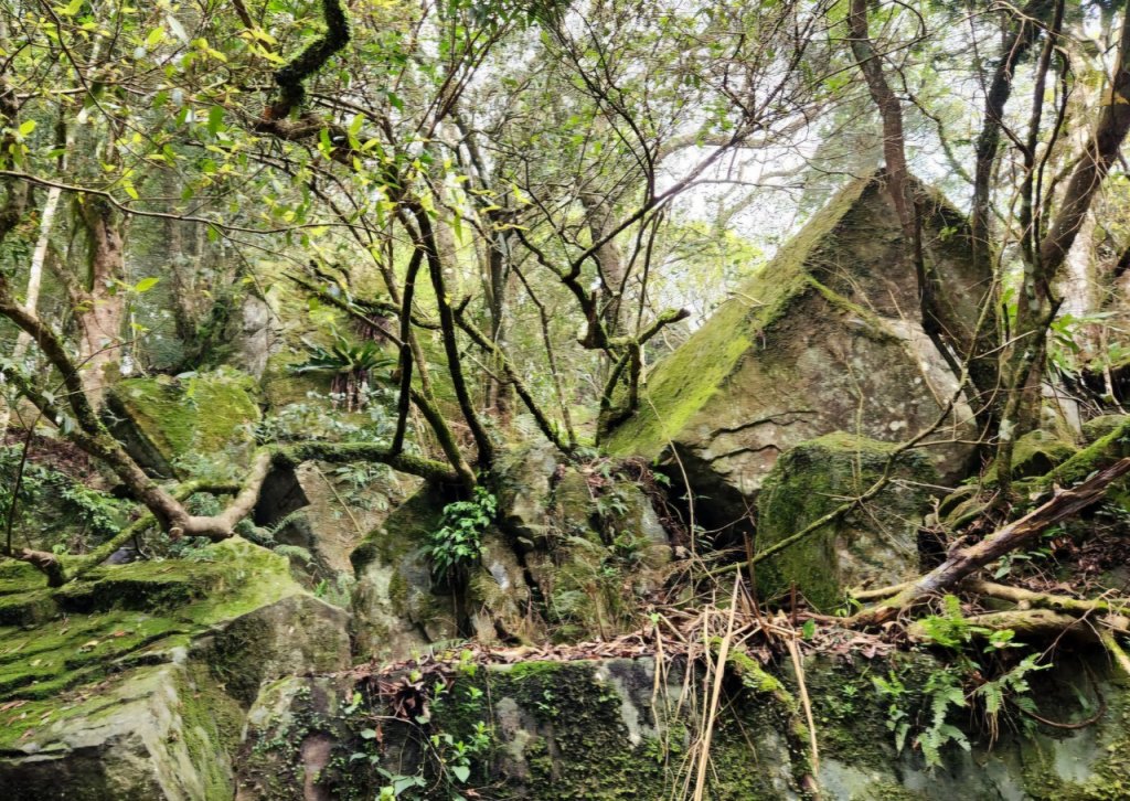 【中級山縱走】水雲三星，橫龍山，騰龍山，橫龍古道_2742944