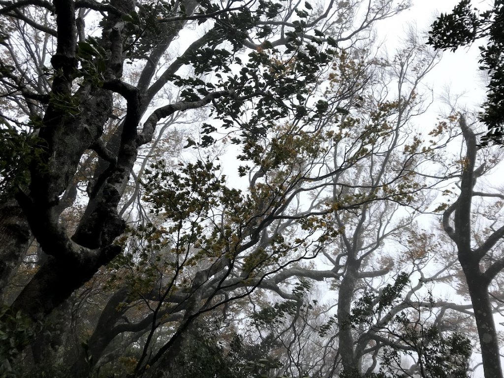 內鳥嘴山北得拉曼神木山毛櫸變色20201108_1967479