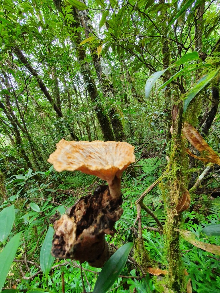 【花蓮富里】 海岸三雄-新港山我來了~_1146250