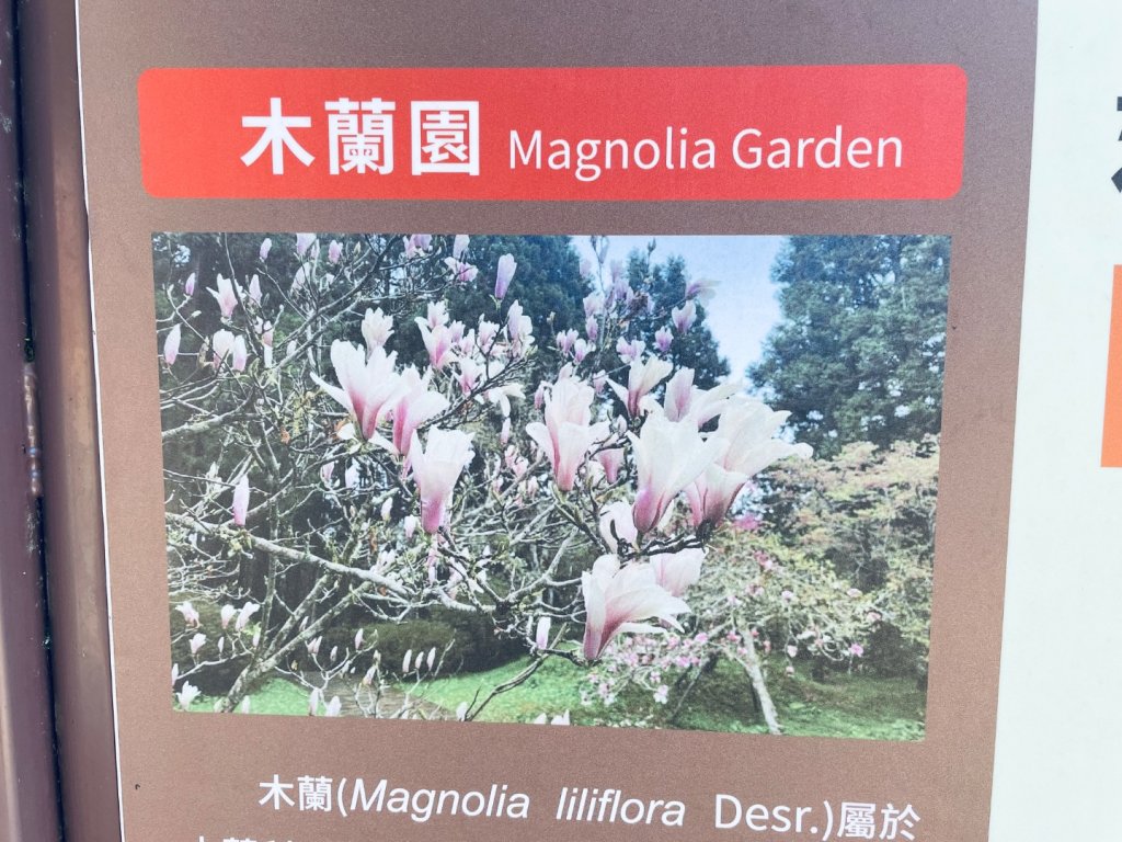 20251209 阿里山-小笠原觀景平台、祝山觀日步道_2959869