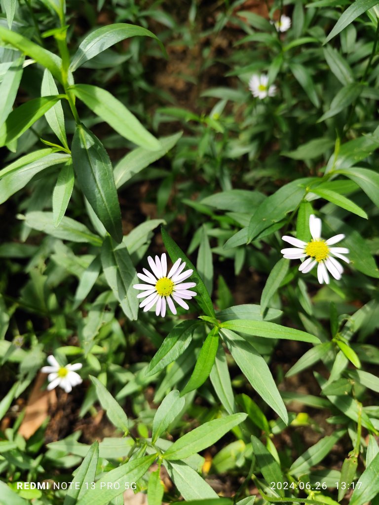 大安森林公園【走路趣尋寶】【臺北健走趣】_2536209