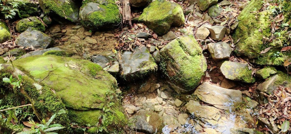 【中級山】與山毛櫸的邂逅，逐鹿山_2742659