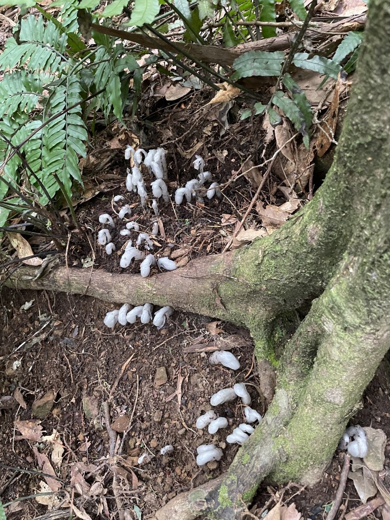 喜遇水晶蘭及翹距根結蘭-北得拉曼巨木步道1110310_1636123