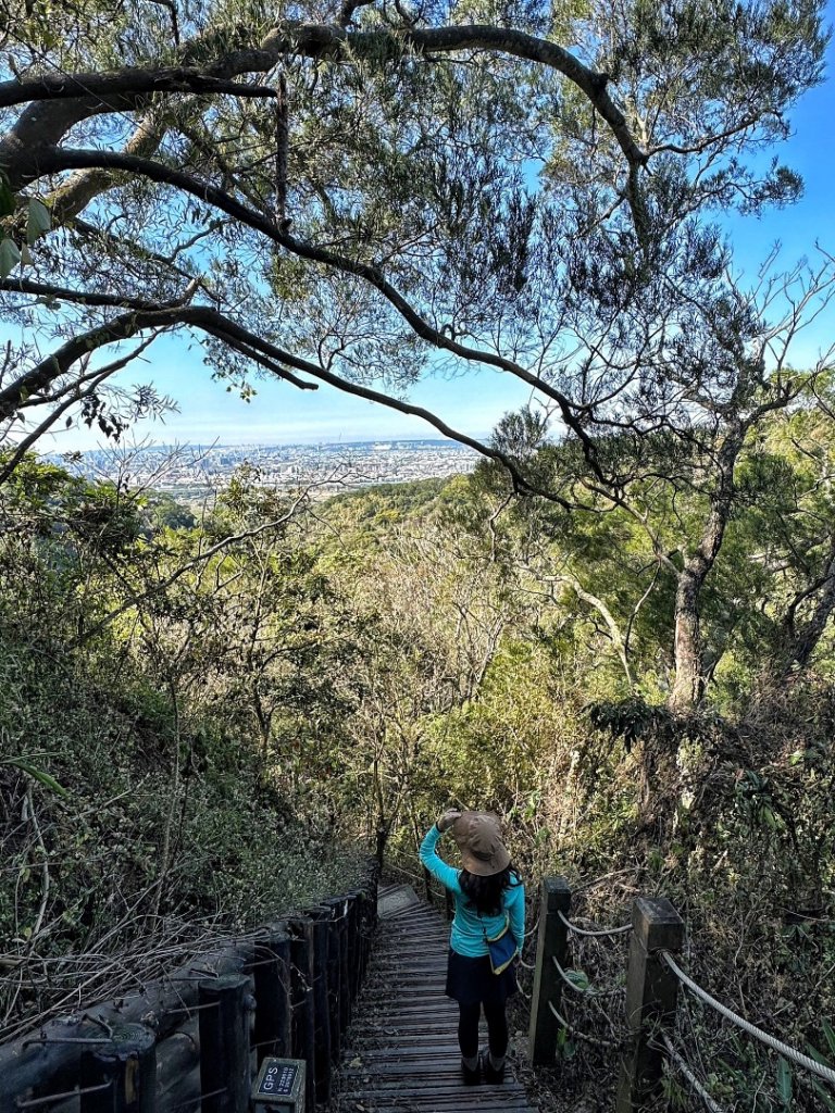 聚興山 新田步道 龍興巷落羽松_1994547
