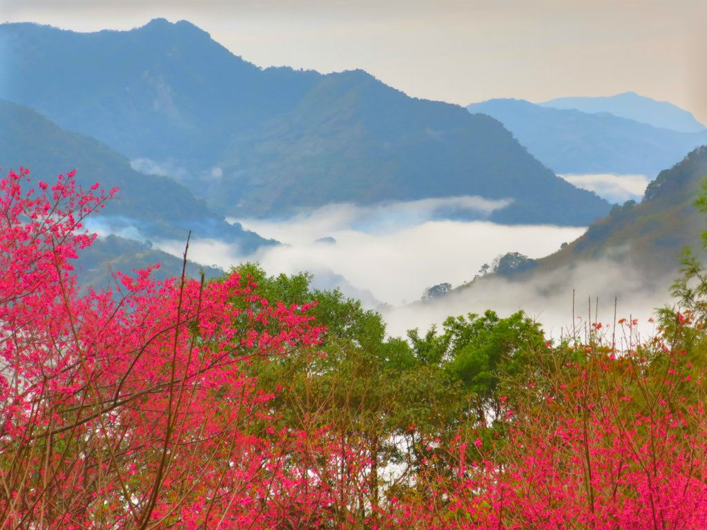 【新竹尖石】鴛鴦谷瀑布、雲海與美櫻封面圖