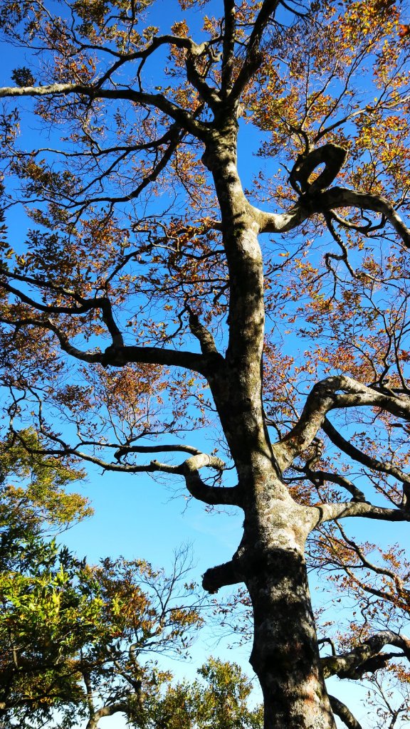 深秋限定~沒到過銅山別說看過山毛櫸_447127