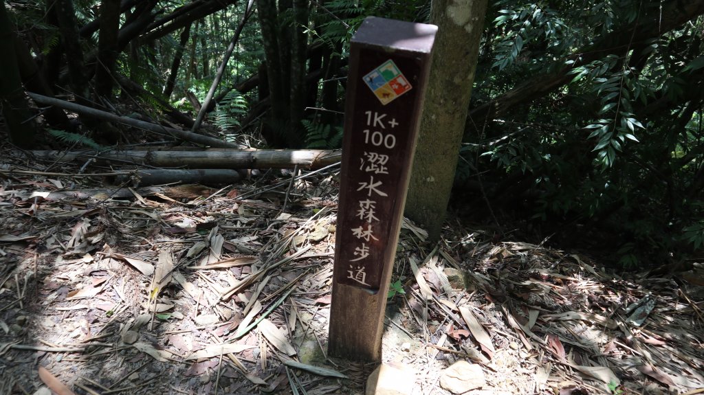 澀水森林步道登山健行趣(步道)_2259845