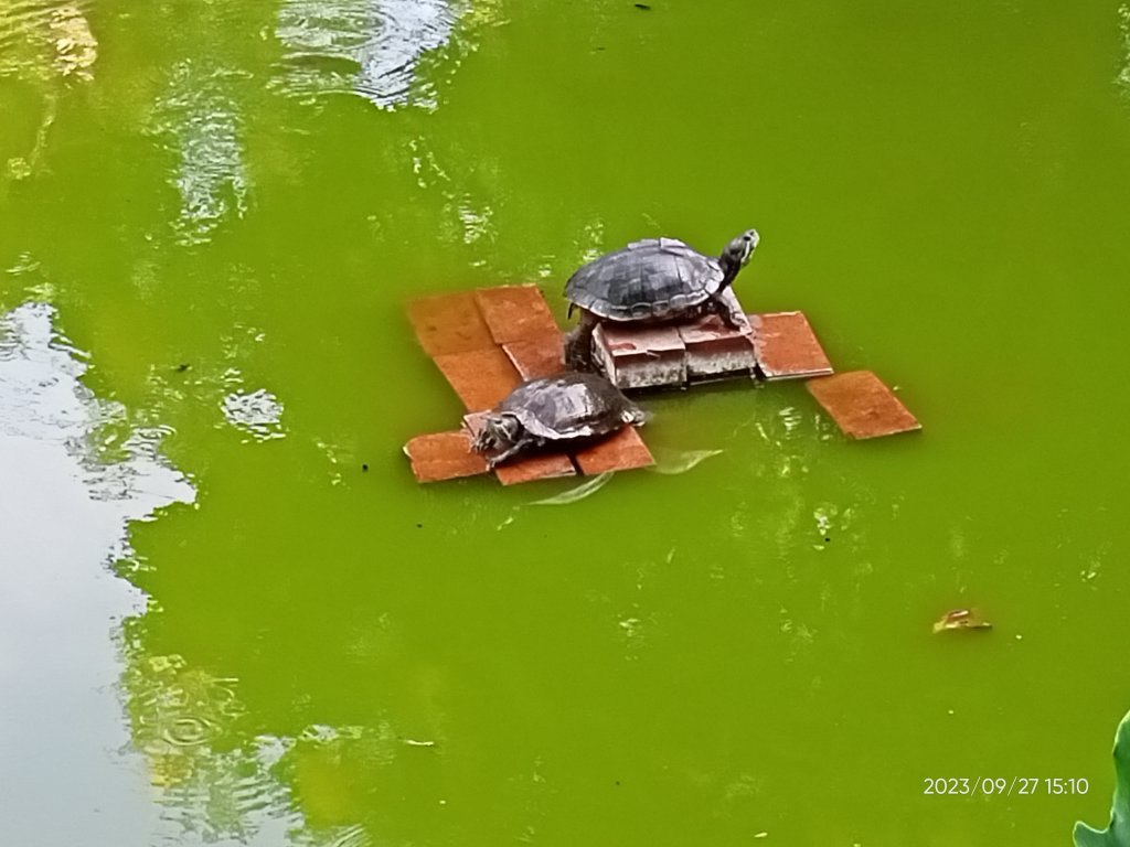 花博公園、大港墘公園【走路趣尋寶、健康大穀東】_2297435