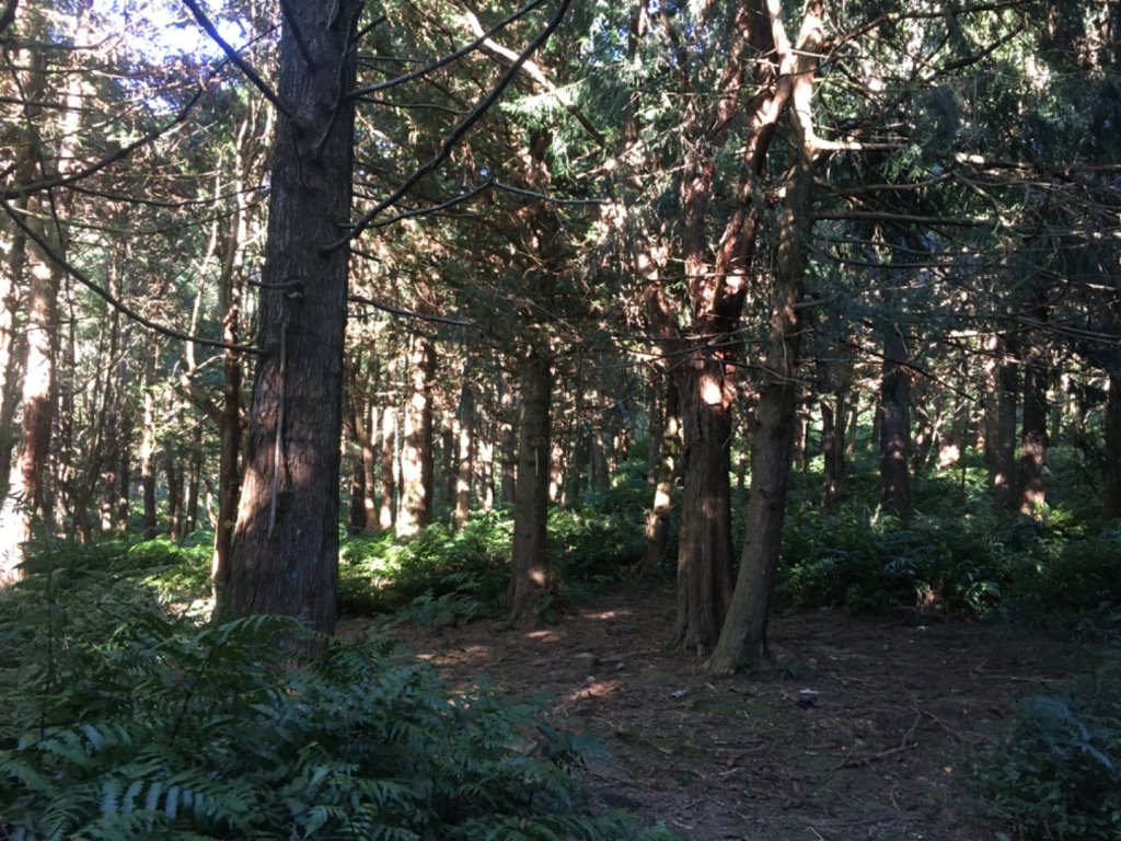 鳥結o. (內鳥嘴、那是山_2595891