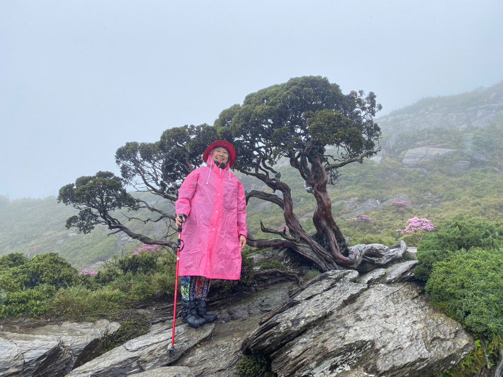 合歡北峰紅毛杜鵑盛開_20240605_2518324